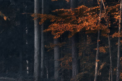 Close-up of tree trunk in forest during autumn