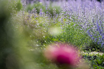 Close-up of purple flowering plants on field