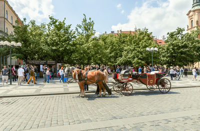 horse