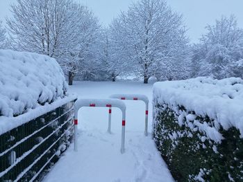 Snow covered trees on field