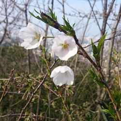 Close-up of white flowers