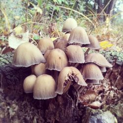 Mushrooms growing in forest