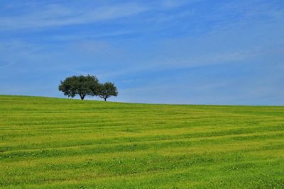 Tranquil landscape on a sunny day