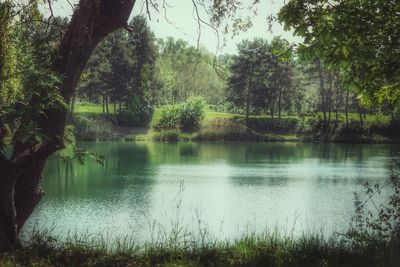 Scenic view of lake in forest