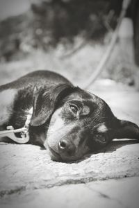 Close-up portrait of a dog