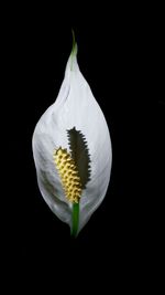 Close-up of white flower over black background