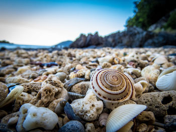 Close-up of shells on beach