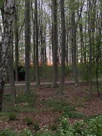 Trees in forest