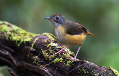 Close-up of bird perching on branch