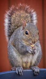 Squirrel eating close up