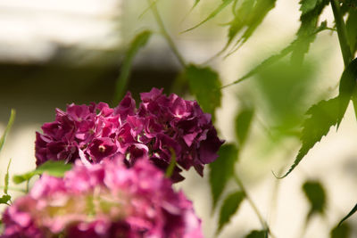 Close-up of pink flowering plant