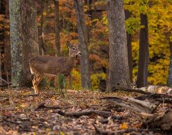 Deer standing in forest during autumn