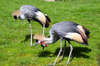 High angle view of grey crowned cranes against grassy field