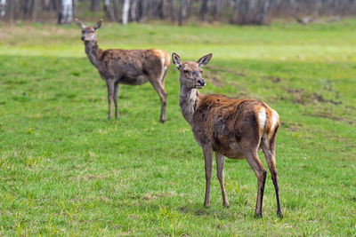 Capreolus capreolus, roe deers walking on the meadow at the edge of the forest, wild animals