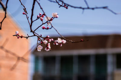 Close-up of pink cherry blossoms in spring