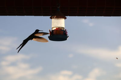 The hummingbird ballet