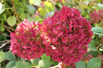 Close-up of pink flowers blooming outdoors