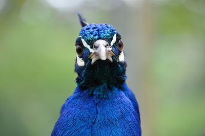 Portrait of a peacock bird