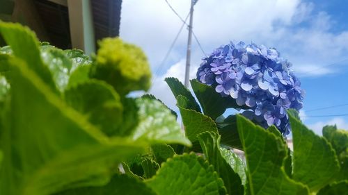 Close-up of purple flower plant