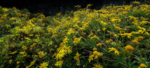 Close-up of yellow flowers blooming on field