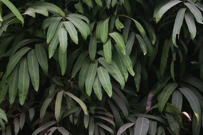 The texture of the leaves for the background,nature background