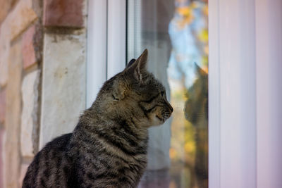 Close-up of cat