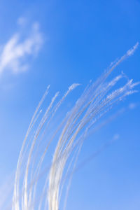 Low angle view of plant against blue sky