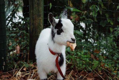 Close-up of a goat eating a leaf