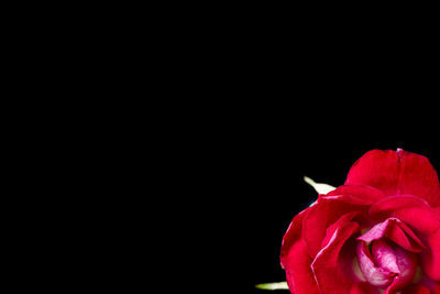 Close-up of red rose against black background