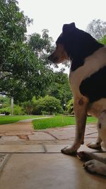 Dog by trees against sky