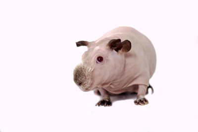 Close-up of a rabbit over white background