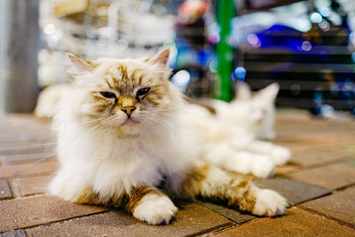 Close-up of a cat sitting on floor