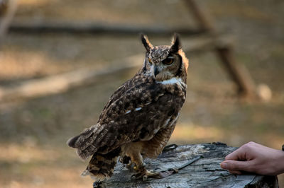 Close-up of hand holding bird