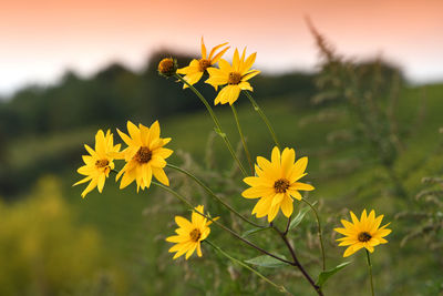 Close-up of yellow flowering plant on field