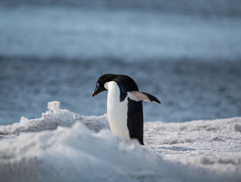 Adelie penguin stretching in the sun