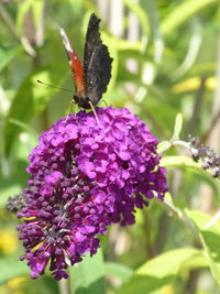 Close-up of butterfly pollinating on purple flower