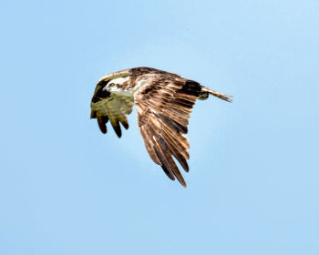 Low angle view of bird flying against clear sky