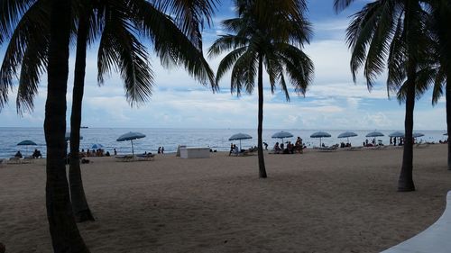 Scenic view of palm trees on beach