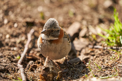 Zonotrichia capensis, rufous-collared sparrow, a small bird from patagonia in south america, chile