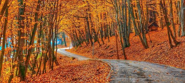 Road amidst trees in forest during autumn