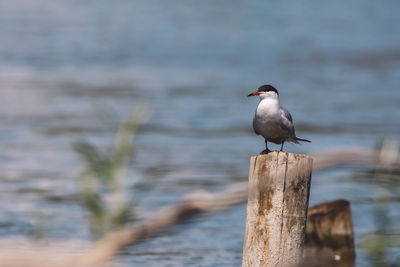 Seagull perching on wooden post