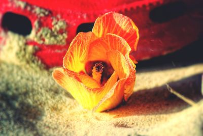 Close-up of yellow flower