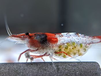 Close-up of insect on rock