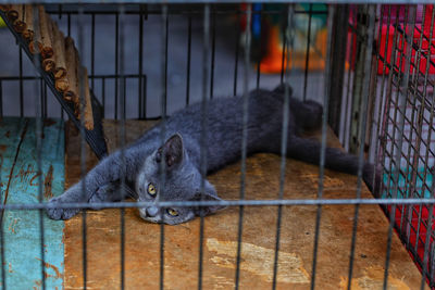 Portrait of a cat in cage