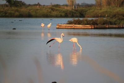 Seagulls in lake