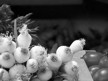 Close-up of birds for sale