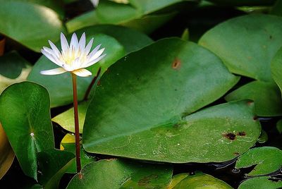 Close-up of water lily blooming outdoors