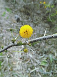 Close-up of yellow flower