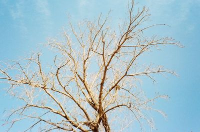 Low angle view of bare tree against blue sky