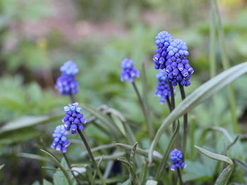 Blue muscari flowers in the greenery of grass and leaves on a spring day for background